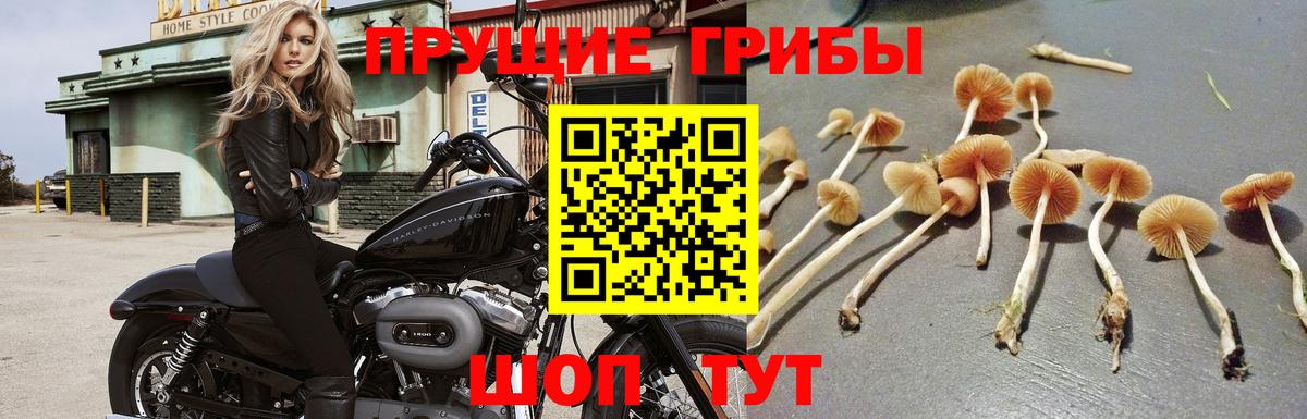 Галлюциногенные грибы прущие грибы  Вход с VPN  Галлюциногенные грибы прущие грибы  Учалы 